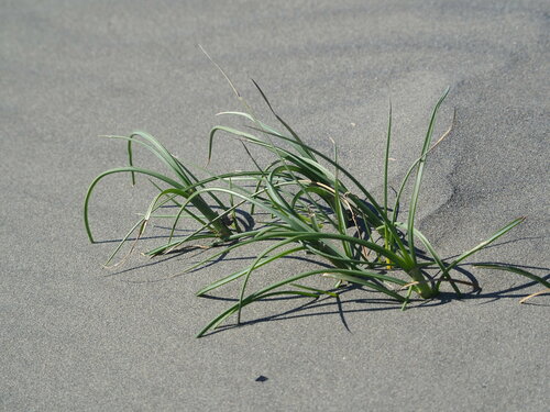 Image of Spinifex littoreus by no rights reserved