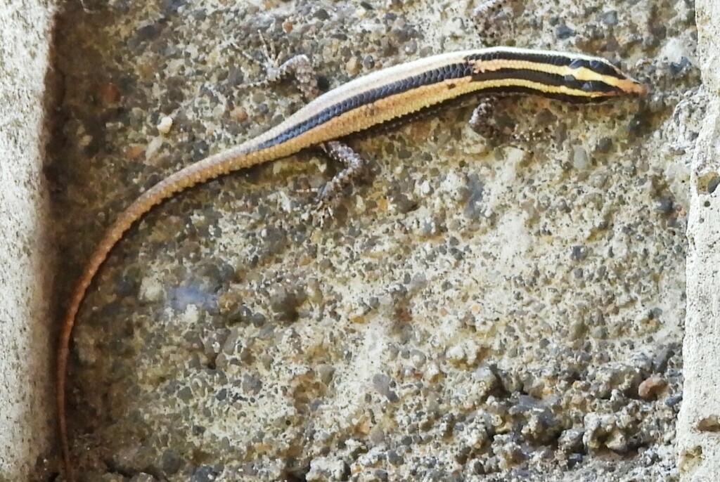 Cryptoblepharus balinensis (Cryptoblepharus balinensis)