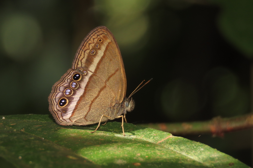 Malaveria erigone