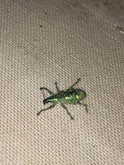 Decasticha decemguttata