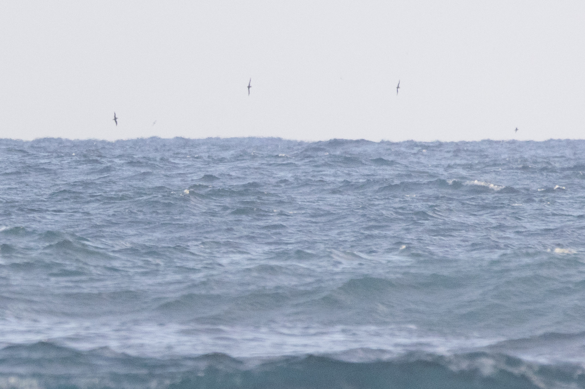 Short-tailed Shearwater