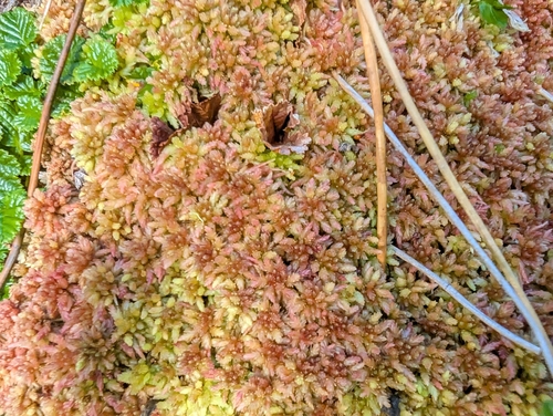 Magellanic Peatmoss (Sphagnum magellanicum)