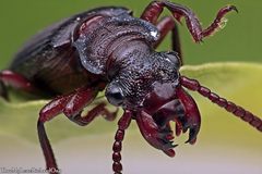 Pseudozaena orientalis