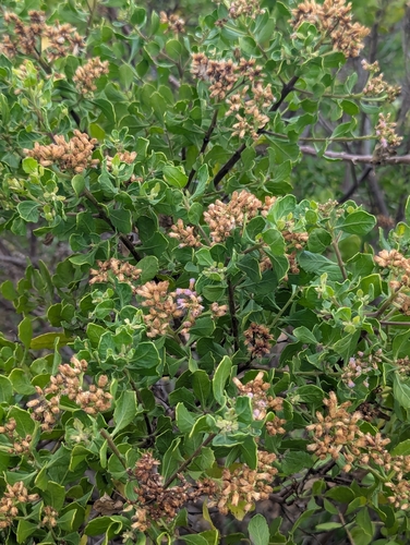 Image of Pluchea indica by (c) Tom and T Herman, some rights reserved (CC BY)