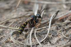 Cerceris arenaria