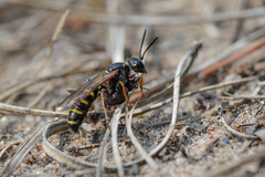 Cerceris arenaria