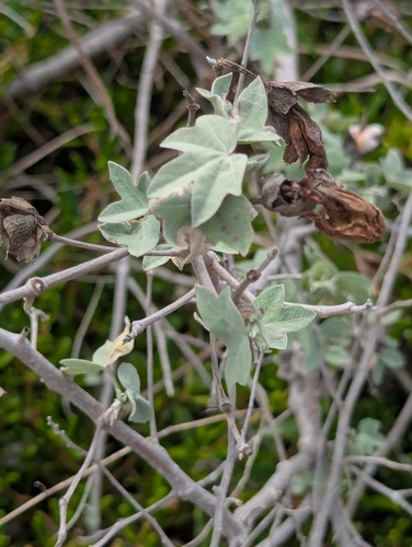 Image of Gossypium tomentosum by (c) Tom and T Herman, some rights reserved (CC BY)