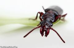 Pseudozaena orientalis