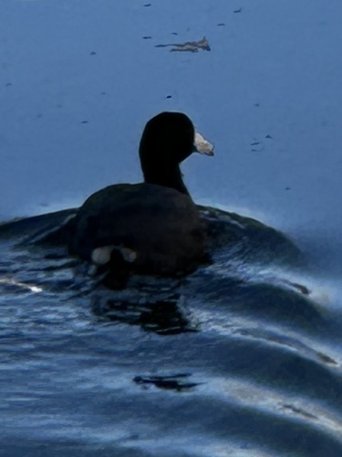 American Coot photographed in Oklahoma