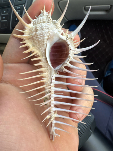 Murex pecten observed 2025-01-31