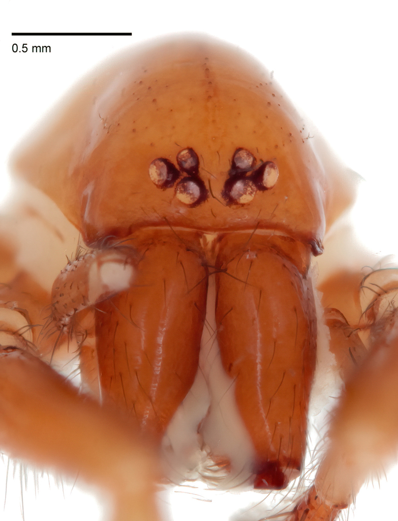 Yorima albida