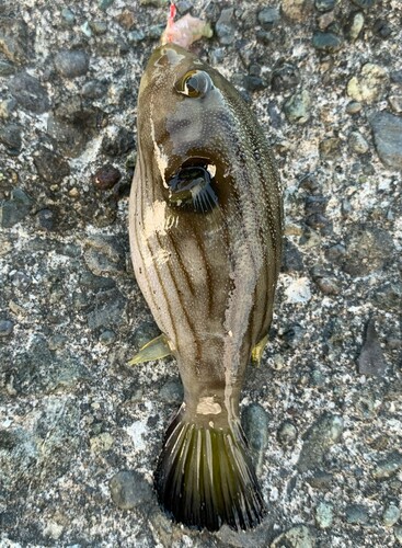 Striped Pufferfish