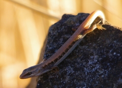 Elgaria multicarinata scincicauda