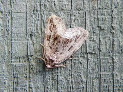 Protodeltote muscosula