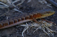 Elgaria multicarinata scincicauda