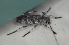 Acanthocinus obsoletus