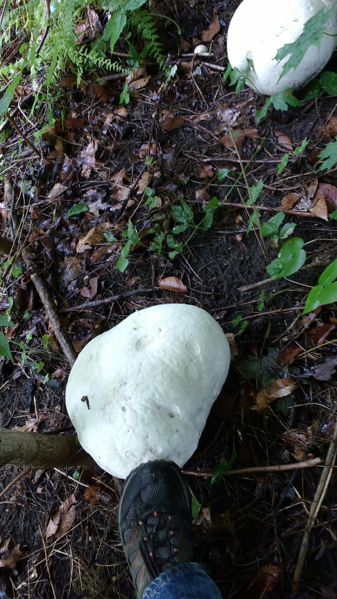 Calvatia gigantea image