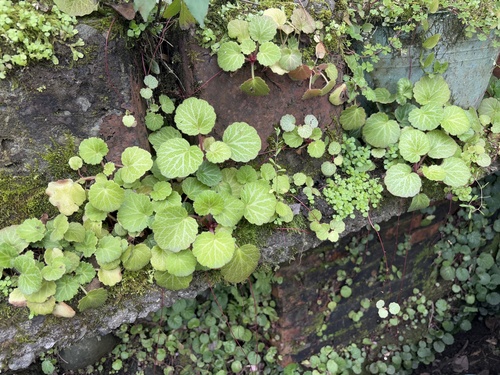 Foto de Dinheiro-em-penca