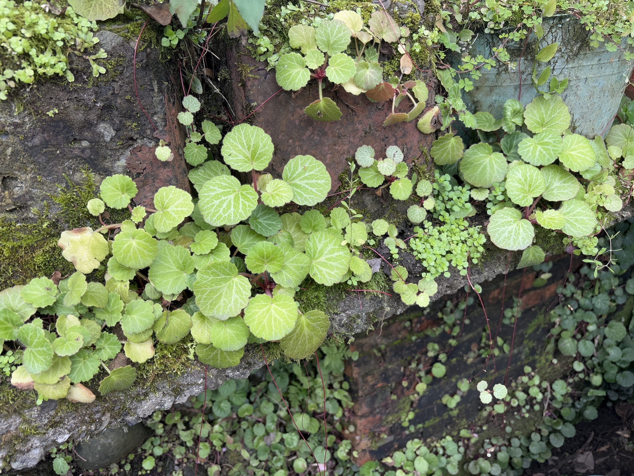 Imagem de Dinheiro-em-penca