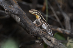 Chaco Tree Iguana photo 5