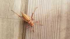 Uromenus brevicollis