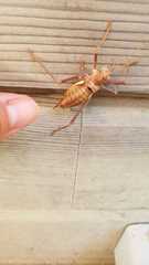 Uromenus brevicollis