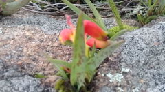 Lachenalia quadricolor