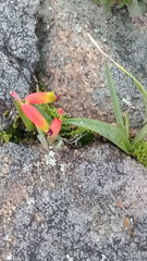 Lachenalia quadricolor