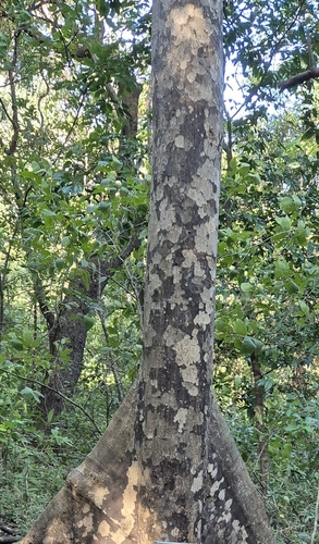 Foto de Guaritá