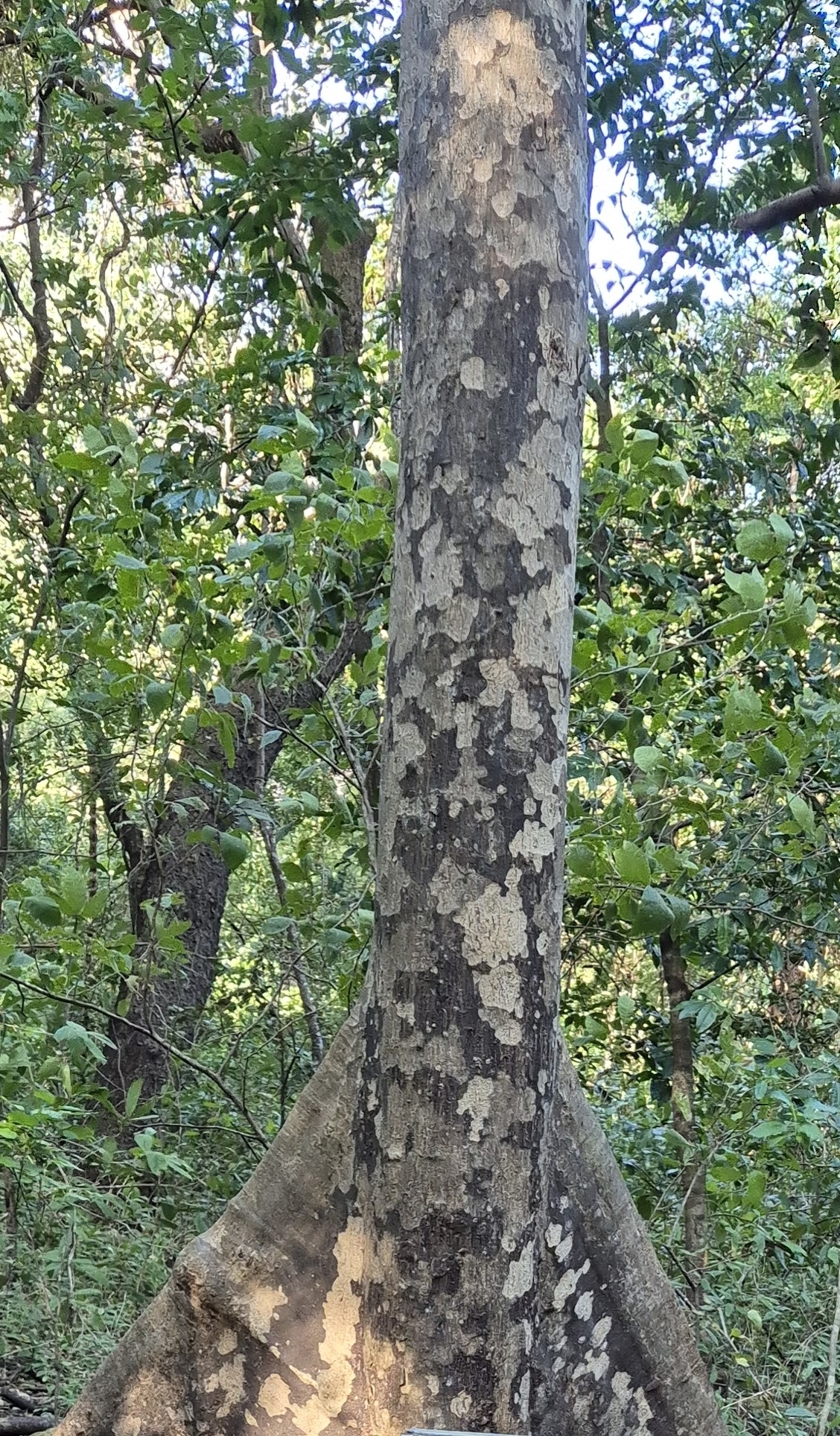 Imagem de Guaritá
