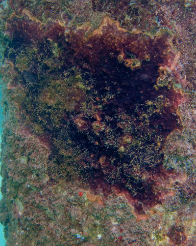 Schizoporella, 2025-01-30