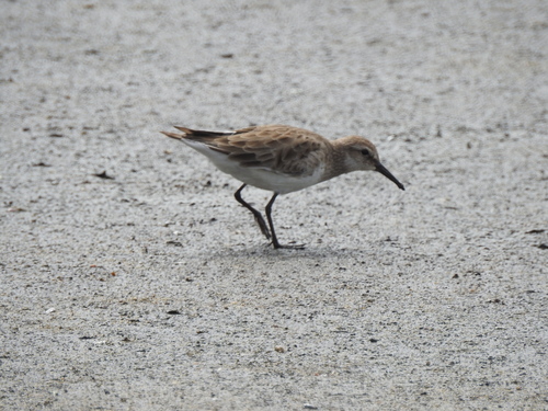 Correlimos culiblanco (Calidris fuscicollis)