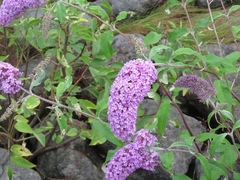 Buddleja davidii