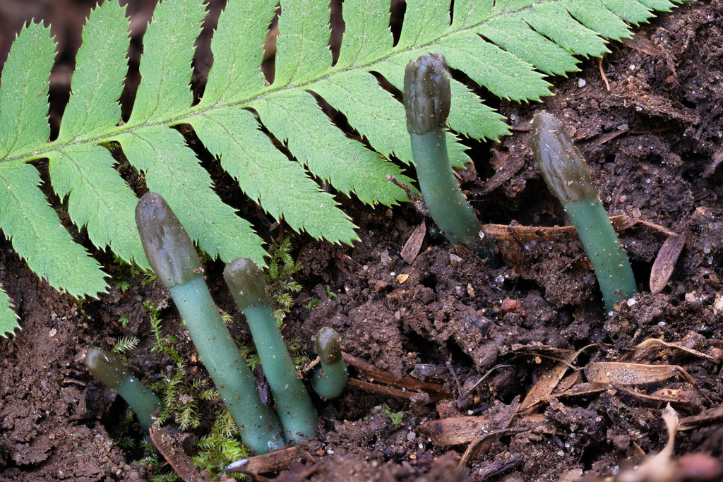Microglossum sp. 'CA03'