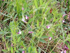 Vicia bithynica