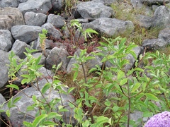 Sambucus nigra