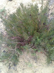 Serruria furcellata