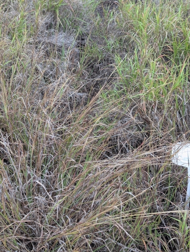 Heteropogon contortus observed 2025-01-30