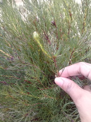 Serruria furcellata
