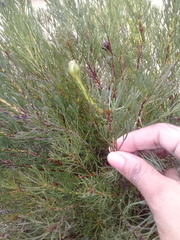 Serruria furcellata
