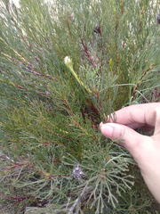 Serruria furcellata