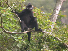 Hatinh Langur photo 2