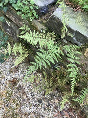 Cystopteris tennesseensis