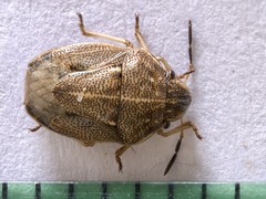 Neottiglossa pusilla