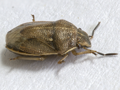 Neottiglossa pusilla