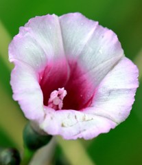 Ipomoea ramosissima