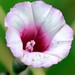 Ipomoea ramosissima - Photo (c) boanerges, some rights reserved (CC BY-NC), uploaded by boanerges