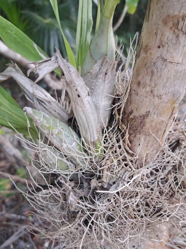 Image of Catasetum integerrimum by (c) Jalil R., some rights reserved (CC BY-SA)