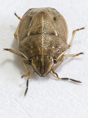 Neottiglossa pusilla