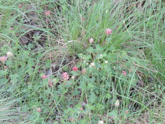 Trifolium incarnatum molinerii